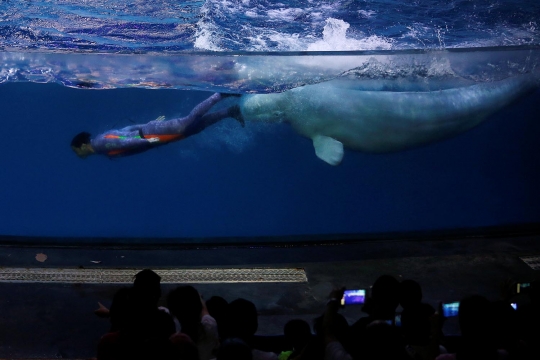 Atraksi Beluga yang menakjubkan di Beluga Teater China