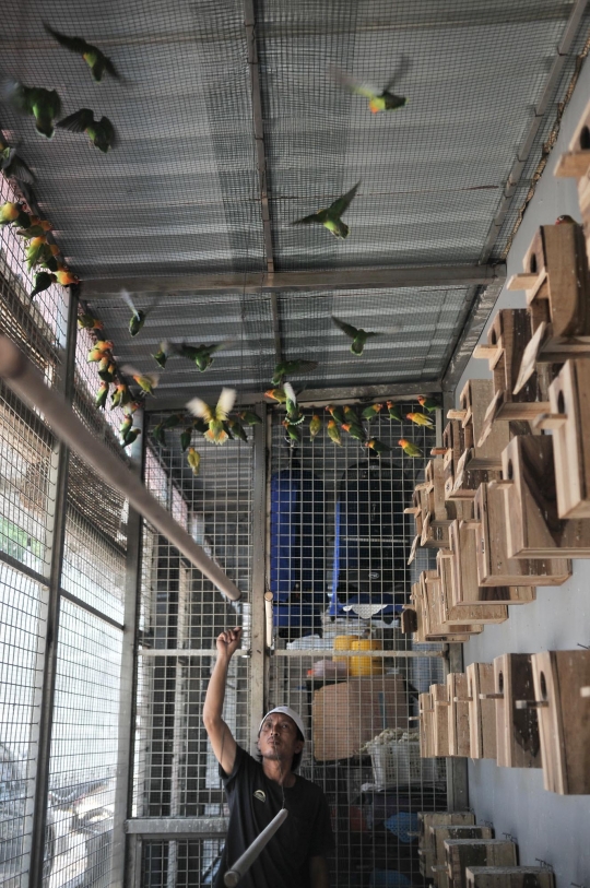 Beternak rupiah dari burung Love Bird