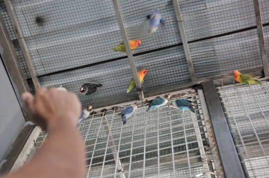 Beternak rupiah dari burung Love Bird
