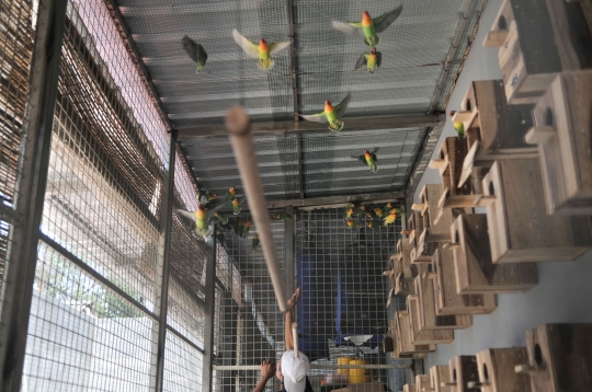Beternak rupiah dari burung Love Bird