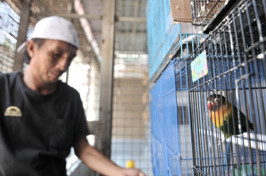 Beternak rupiah dari burung Love Bird