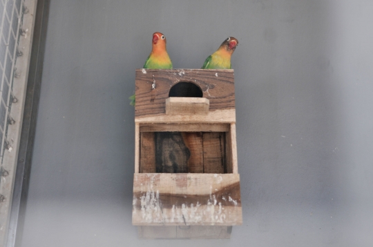 Beternak rupiah dari burung Love Bird