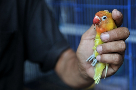 Beternak rupiah dari burung Love Bird