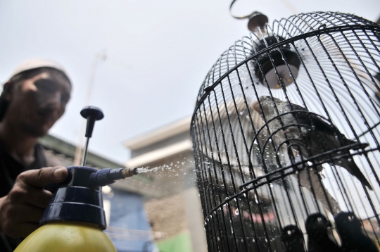 Beternak rupiah dari burung Love Bird
