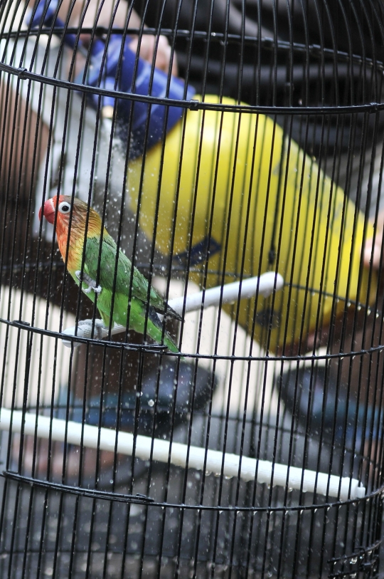 Beternak rupiah dari burung Love Bird