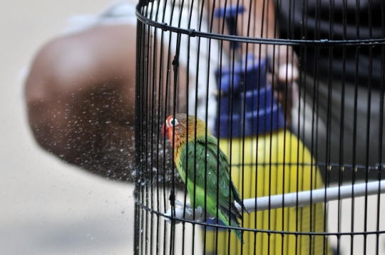 Beternak rupiah dari burung Love Bird