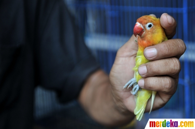 Foto Beternak Rupiah Dari Burung Love Bird Merdeka Com