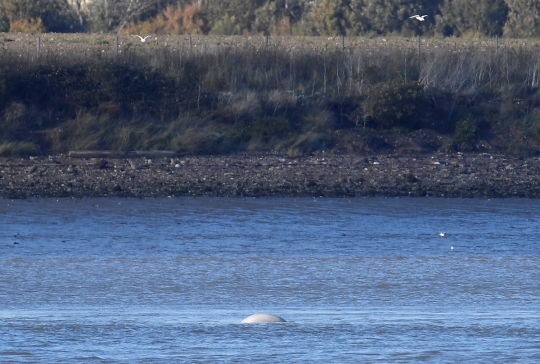 Kemunculan paus beluga di Sungai Thames hebohkan London