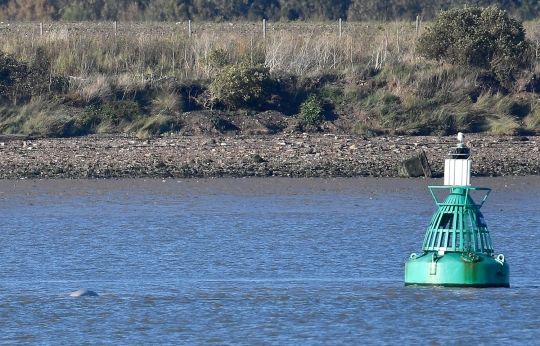 Kemunculan paus beluga di Sungai Thames hebohkan London