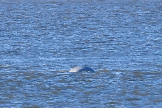 Kemunculan paus beluga di Sungai Thames hebohkan London