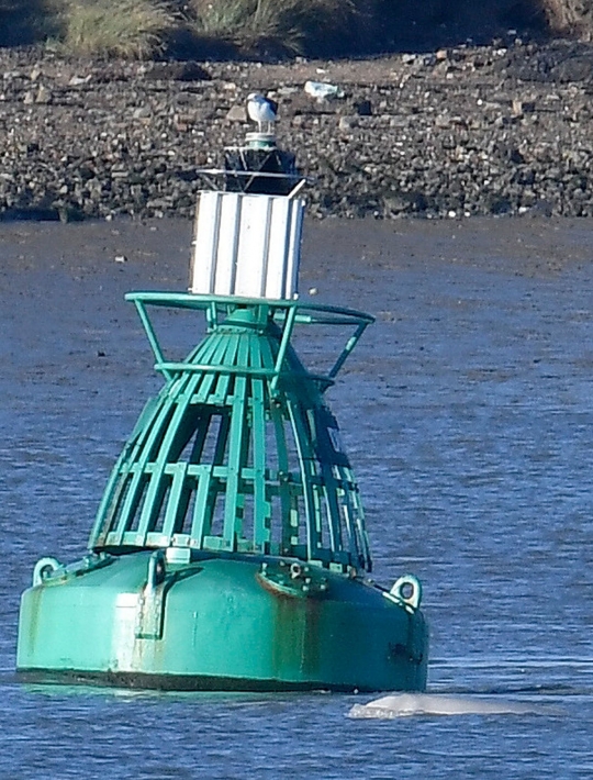 Kemunculan paus beluga di Sungai Thames hebohkan London