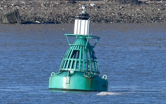 Kemunculan paus beluga di Sungai Thames hebohkan London