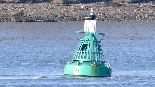 Kemunculan paus beluga di Sungai Thames hebohkan London