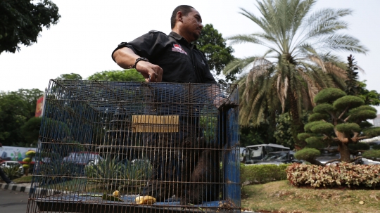 Polda Metro Jaya bongkar kasus perdagangan satwa dilindungi