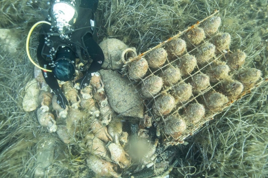 Mengunjungi tempat penyimpanan wine di dasar laut Kroasia