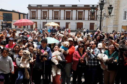 Puluhan hewan peliharaan ikuti upacara pemberkatan di Peru