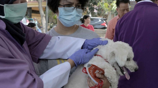 Cegah rabies, ribuan hewan peliharaan divaksin dan dipasang micro chip