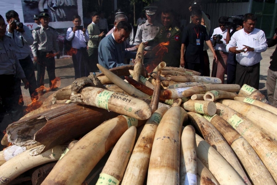 Myanmar musnahkan ratusan gading gajah ilegal