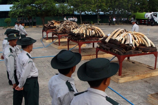 Myanmar musnahkan ratusan gading gajah ilegal