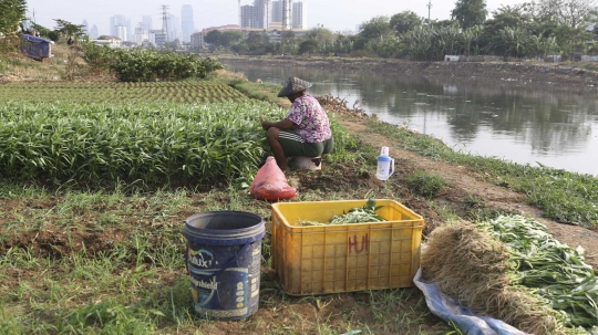 Bertani di tengah kota, warga manfaatkan bantaran Kanal Barat untuk bercocok tanam