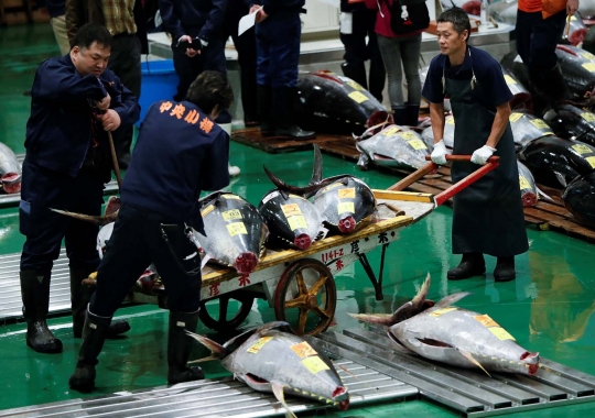 Melihat aktivitas hari pertama pembukaan pasar ikan Toyosu