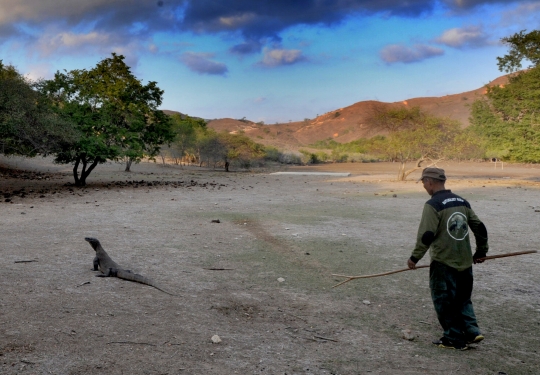 Melihat interaksi komodo dengan manusia di Pulau Rinca