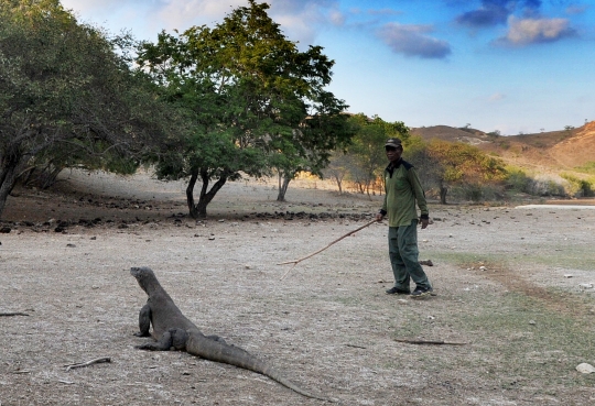 Melihat interaksi komodo dengan manusia di Pulau Rinca