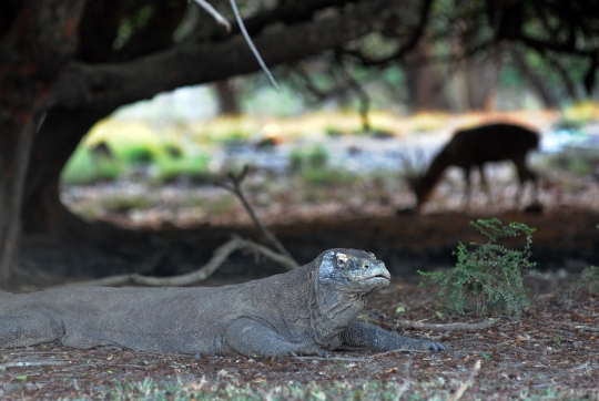 Melihat interaksi komodo dengan manusia di Pulau Rinca