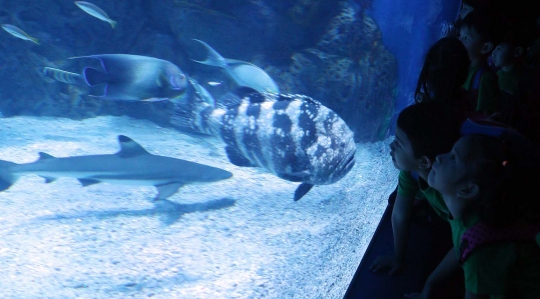 Kenalkan aneka biota laut, Jakarta Aquarium resmi di buka