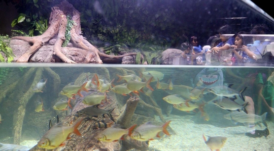 Foto Kenalkan Aneka Biota Laut Jakarta Aquarium Resmi Di Buka Merdeka Com