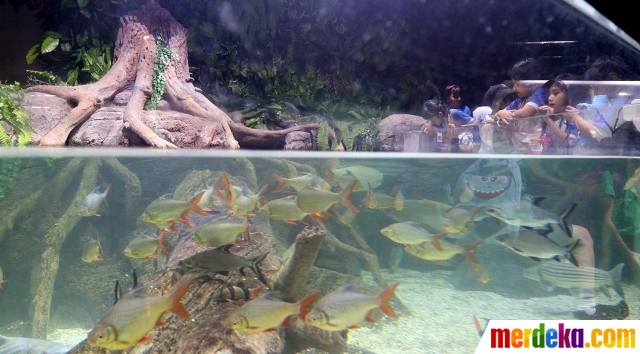 Foto Kenalkan Aneka Biota Laut Jakarta Aquarium Resmi Di Buka Merdeka Com