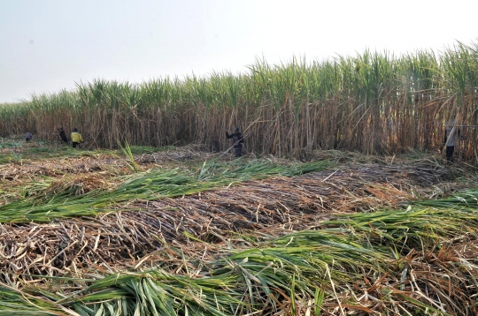 Geliat petani tebu di tengah ekspansi gula impor