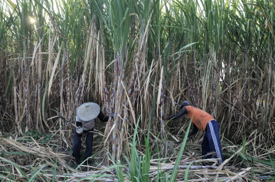 Geliat petani tebu di tengah ekspansi gula impor