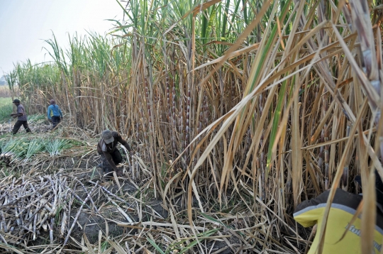 Geliat petani tebu di tengah ekspansi gula impor