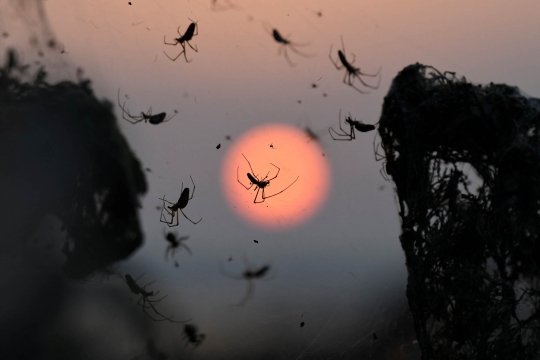 Langka, jaring laba-laba di Yunani ini membentang hingga 1.000 meter