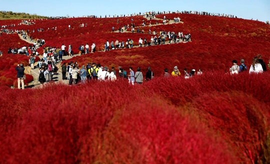 Indahnya hamparan bunga di Hitachi Seaside Park Jepang