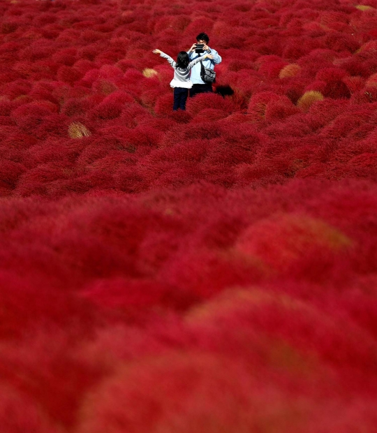 Indahnya hamparan bunga di Hitachi Seaside Park Jepang