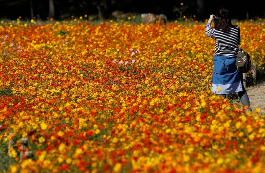 Indahnya hamparan bunga di Hitachi Seaside Park Jepang