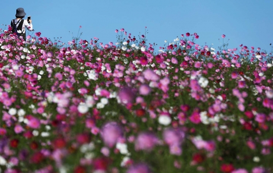 Indahnya hamparan bunga di Hitachi Seaside Park Jepang