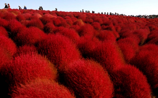 Indahnya hamparan bunga di Hitachi Seaside Park Jepang