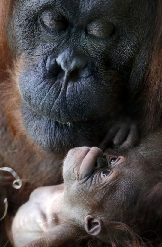 Terancam punah, induk orangutan ini melahirkan di kebun binatang Prancis