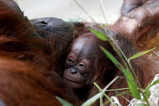 Terancam punah, induk orangutan ini melahirkan di kebun binatang Prancis