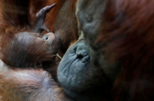 Terancam punah, induk orangutan ini melahirkan di kebun binatang Prancis