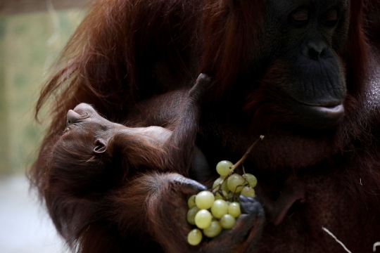 Terancam punah, induk orangutan ini melahirkan di kebun binatang Prancis