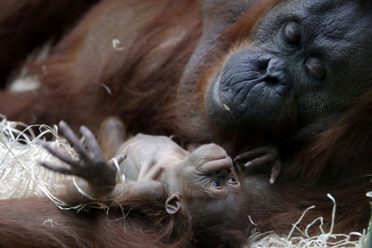 Terancam punah, induk orangutan ini melahirkan di kebun binatang Prancis