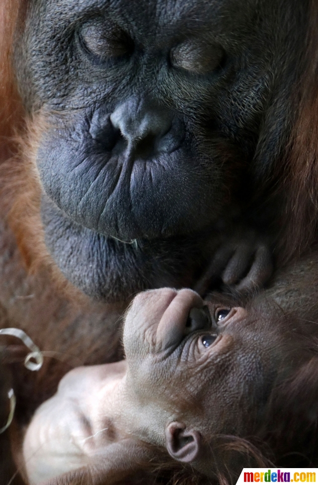 Foto Terancam punah induk orangutan ini melahirkan  di 