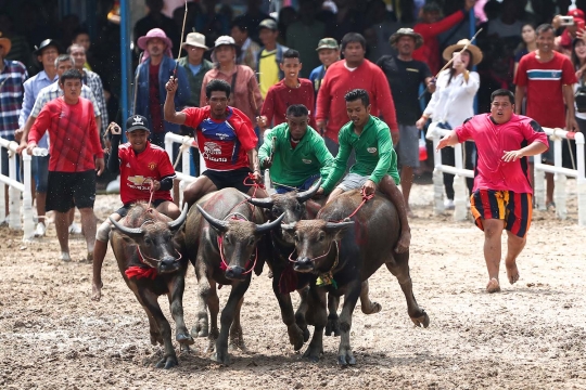 Serunya lomba balap kerbau di Thailand