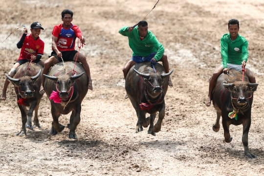 Serunya lomba balap kerbau di Thailand