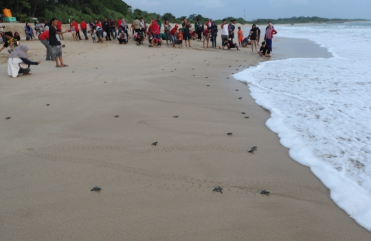 Serunya melihat pelepasan tukik ke alam bebas