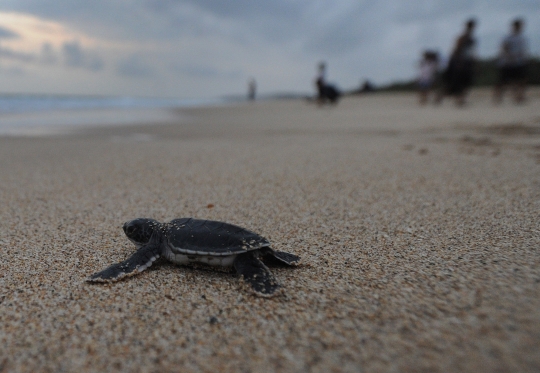 Serunya melihat pelepasan tukik ke alam bebas